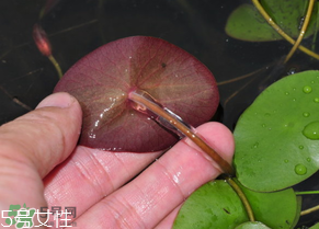 ?莼菜什么時節(jié)有？莼菜什么時候采摘？