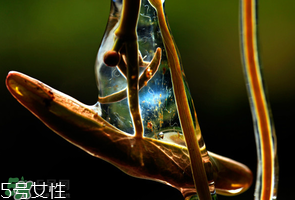 ?莼菜什么時節(jié)有？莼菜什么時候采摘？