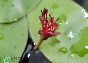莼菜能放冰箱嗎？莼菜怎么保存？