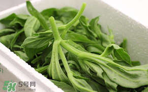 冰菜什么人不適宜吃？冰菜什么體質(zhì)不能吃？
