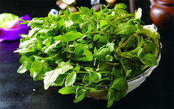 西洋菜怎么摘洗？西洋菜怎么洗才干凈