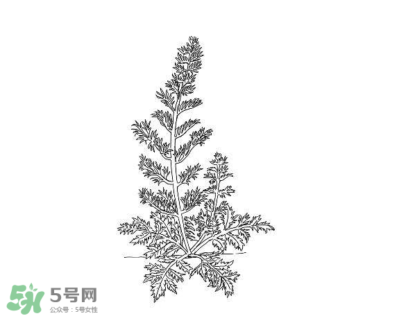 白蒿孕婦能吃嗎？孕婦可以吃白蒿嗎？