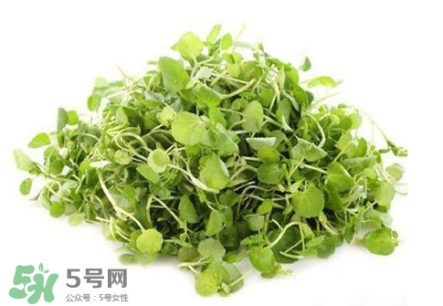 西洋菜怎么吃？西洋菜怎么做好吃