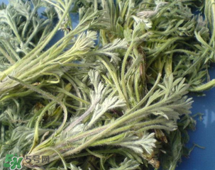 白蒿能治黃疸嗎？白蒿水可以治黃疸嗎？