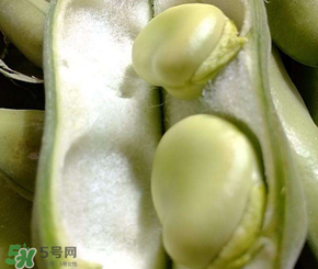蠶豆多少錢一斤？蠶豆多少錢一斤2017？