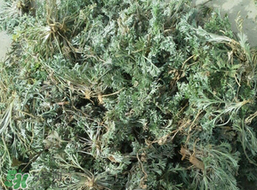 白蒿多少錢一斤？白蒿的價格
