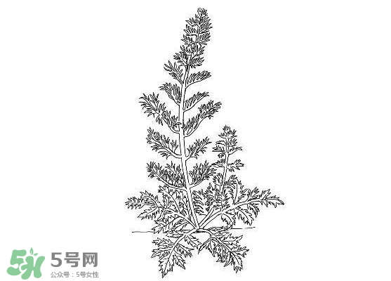 白蒿能生吃嗎？白蒿能不能生吃？