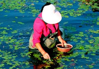 莼菜是什么菜？莼菜是荷葉嗎？