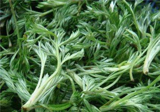 白蒿能治黃疸嗎？白蒿水可以治黃疸嗎？