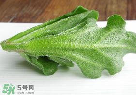 冰草不能和什么一起吃？冰草不能和什么同時(shí)吃？