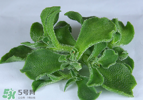 冰草可以放冰箱嗎？冰草能用冰塊保存嗎？