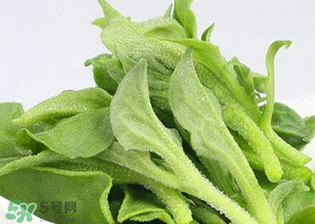 冰草可以放冰箱嗎？冰草能用冰塊保存嗎？