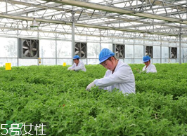 ?冰草為什么會酸？冰草為什么是酸的？