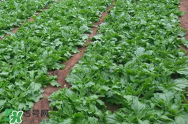 冰菜什么季節(jié)種植？冰菜怎么種植？