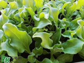 冰菜什么季節(jié)種植？冰菜怎么種植？