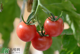 蝦爬子可以和西紅柿一起吃嗎？蝦爬和西紅柿能一起吃嗎？