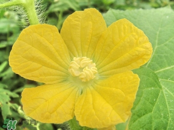 黃瓜花能吃嗎？黃瓜花怎么吃