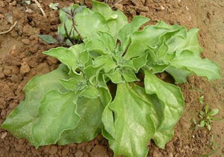 冰菜什么季節(jié)種植？冰菜怎么種植？