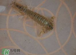 蝦爬子怎么保存？蝦爬子怎么保存才新鮮？