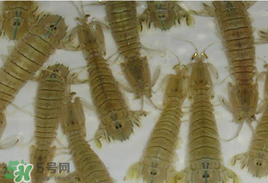 蝦爬子怎么保存？蝦爬子怎么保存才新鮮？
