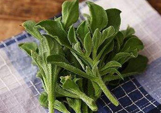 吃冰菜有什么好處？冰菜吃了有什么好處？