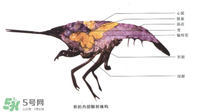 油燜大蝦怎么洗？油燜大蝦怎么清洗