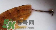 油燜大蝦怎么洗？油燜大蝦怎么清洗