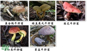牛肝菌有毒嗎？有毒牛肝菌圖片