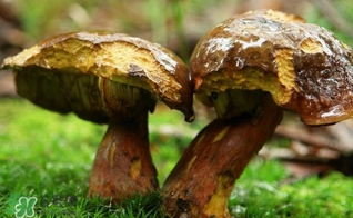牛肝菌有毒嗎？有毒牛肝菌圖片