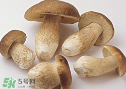 美味牛肝菌多少錢(qián)一斤？一斤牛肝菌多少錢(qián)？
