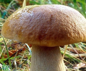 美味牛肝菌多少錢(qián)一斤？一斤牛肝菌多少錢(qián)？