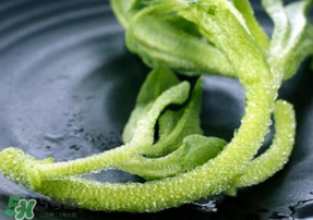 冰菜是什么菜？冰菜和冰草一樣嗎？
