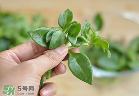 冰菜和穿心蓮是同一種菜嗎？冰菜和穿心蓮是一科嗎？