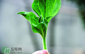 冰菜怎么吃？冰菜可以炒著吃嗎？