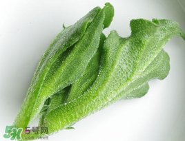 冰菜怎么吃？冰菜可以炒著吃嗎？