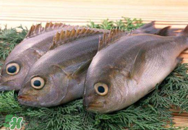 蠶豆和魚能一起吃嗎？蠶豆和魚吃相克嗎？