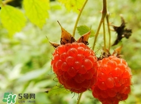 刺泡怎么吃？刺泡使用方法