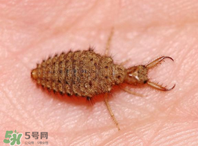 蟻獅價格多少錢一斤？蟻獅多少錢一克？