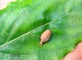 蟻獅價格多少錢一斤？蟻獅多少錢一克？