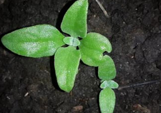 冰菜是什么菜？冰菜和冰草一樣嗎？