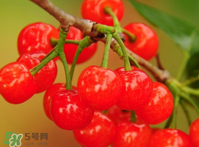 櫻桃可以帶上飛機(jī)嗎？坐飛機(jī)可以帶櫻桃嗎？