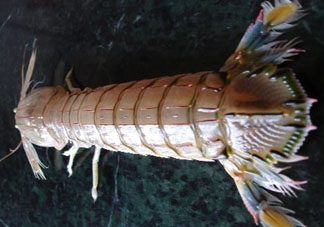 爬蝦蒸還是煮？爬蝦蒸好還是煮好？