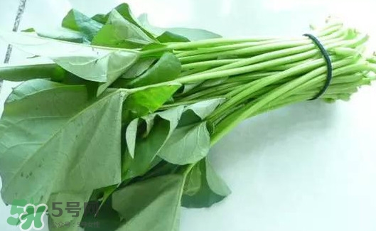 苕尖怎么摘？苕尖怎么擇