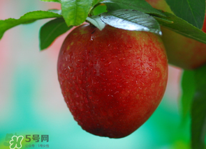 油桃多少錢(qián)一斤？油桃多少錢(qián)一斤2017？