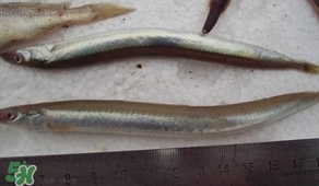 青島面條魚是什么魚？青島面條魚叫什么