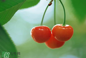 吃櫻桃會(huì)醉嗎？櫻桃吃多了會(huì)醉嗎？