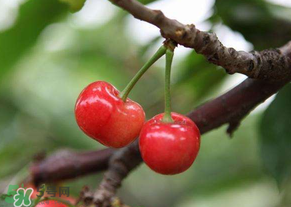 吃櫻桃會(huì)醉嗎？櫻桃吃多了會(huì)醉嗎？