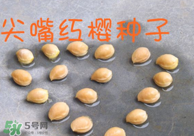 櫻桃籽怎么種小盆栽？櫻桃籽可以種植嗎？