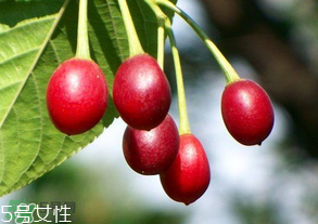 櫻桃籽有毒嗎？櫻桃籽能吃嗎？