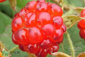 刺泡怎么保存？刺泡保存方法